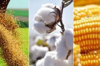 Setor agropecuário de MT cresce acima da média nacional e estabelece novos recordes