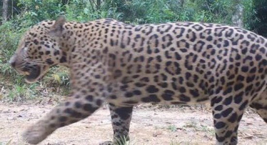 Notícia MT Onças-pintadas com filhotes são encontradas Serra do Mar paranaenseEsporte MT Política MT