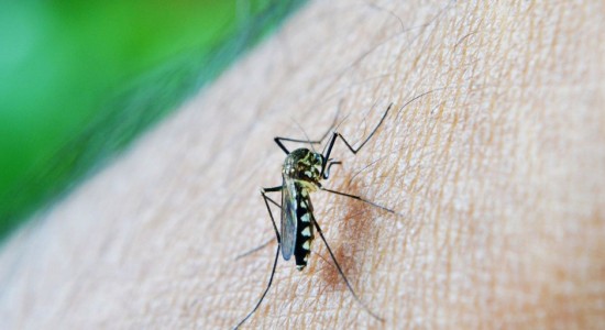 Número de casos de dengue cai em Cuiabá, aponta boletim