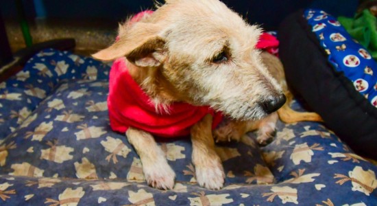 A gestão Emanuel Pinheiro é a que mais  sancionou  leis de proteção animal