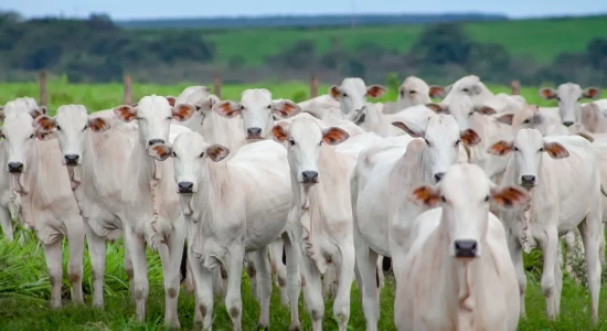 Produtores de MT lançam movimento para provar que carne do futuro não está nos laboratórios