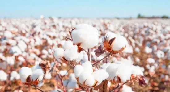Clima tem contribuindo para o bom desenvolvimento do algodão mato-grossense