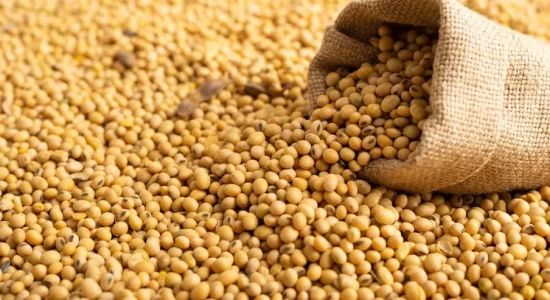 Soja mato-grossense está mais competitiva no cenário global