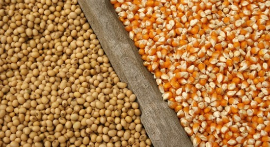 Datagro eleva estimativa da produção brasileira de soja e milho 202425