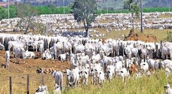 Brasil mira novos mercados com status sanitário livre da aftosa sem vacinação