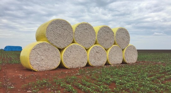 MT foi responsável por mais de 67% do algodão exportado pelo Brasil