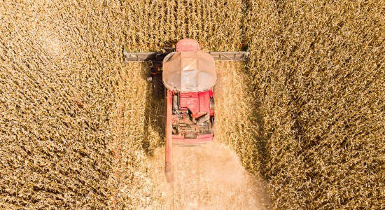 Mato Grosso inicia colheita de milho com previsão de safra recorde