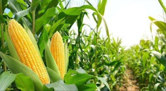 Mato Grosso inicia colheita de milho com projeção de recorde com 50 milhões de toneladas