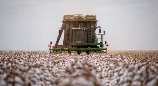 Começa colheita do algodão mato-grossense
