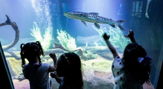 Aquário Municipal é sucesso de visitação no período de férias escolares