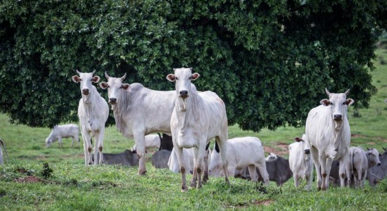 Rebanho bovino de MT conta com 32,1 milhões de cabeças
