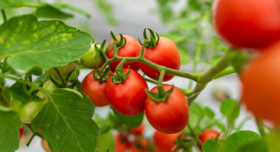 Cesta básica em Cuiabá sobe 1% na terceira semana de setembro, puxada pelo tomate