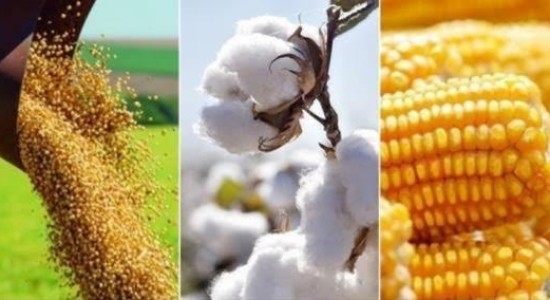 Setor agropecuário de MT cresce acima da média nacional e estabelece novos recordes