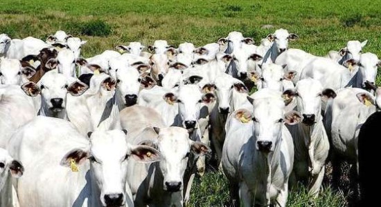 Exportações de carne no Brasil atingem recordes com produção sustentável