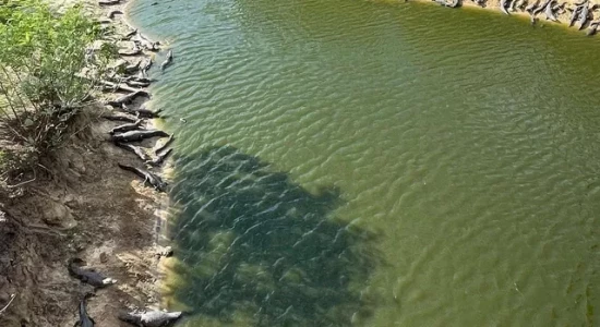 Turista flagra mais de 70 jacarés no Pantanal de MS