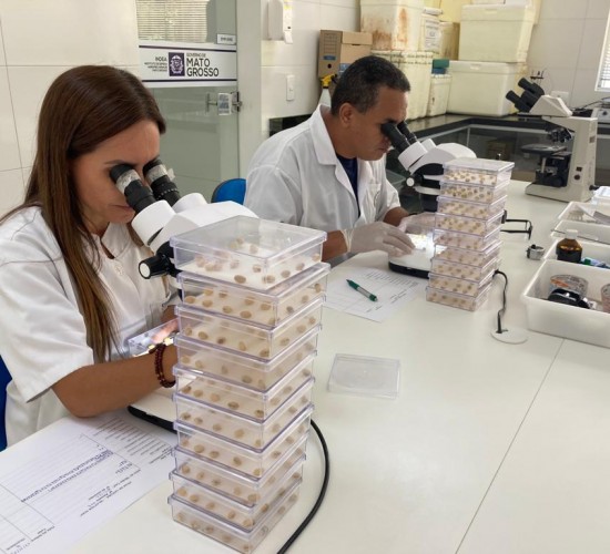 Notícia de MT Laboratório do Indea auxilia no combate a doenças na agropecuária Política MT