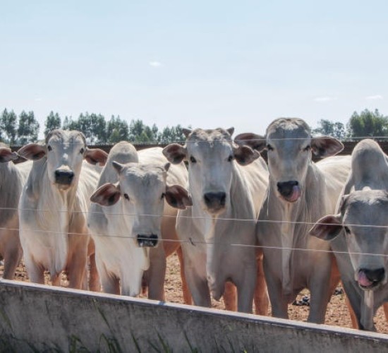 Volume de abate de bovinos em MT no 1º trimestre é recorde, mostra Imea