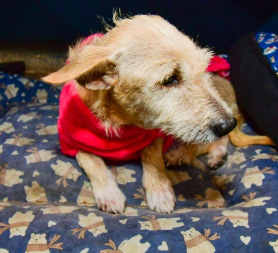 A gestão Emanuel Pinheiro é a que mais  sancionou  leis de proteção animal