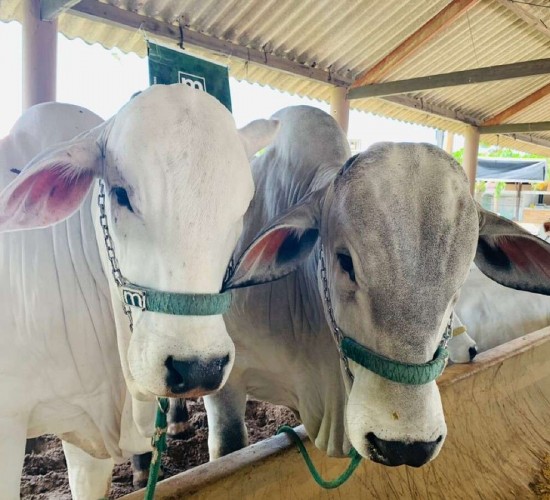 China retira o embargo de carne bovina do Brasil, diz Ministério da Agricultura