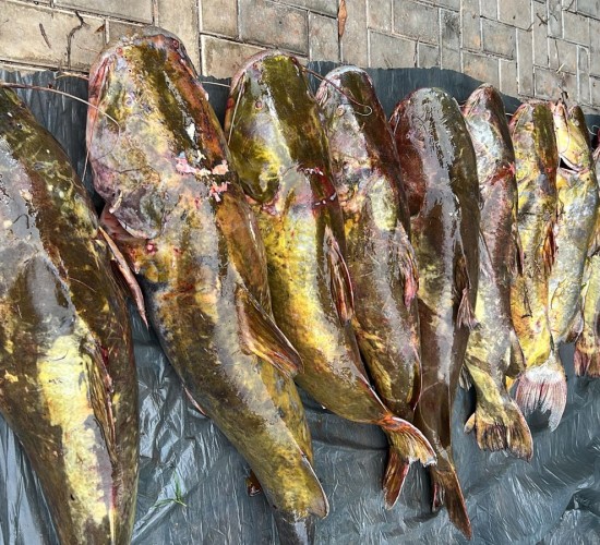 Batalhão Ambiental da PM prende irmãos com 223 quilos de pescado irregular em Várzea Grande