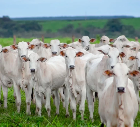 Produtores de MT lançam movimento para provar que carne do futuro não está nos laboratórios