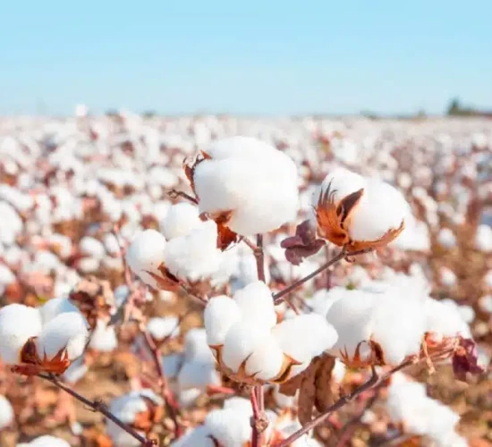 Clima tem contribuindo para o bom desenvolvimento do algodão mato-grossense