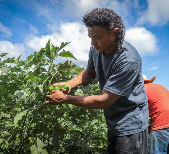 Governo fortalece pequenos agricultores e incentiva produção no campo
