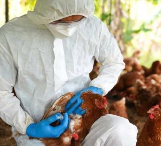 Exame descarta suspeita de gripe aviária em produção familiar de Mato Grosso