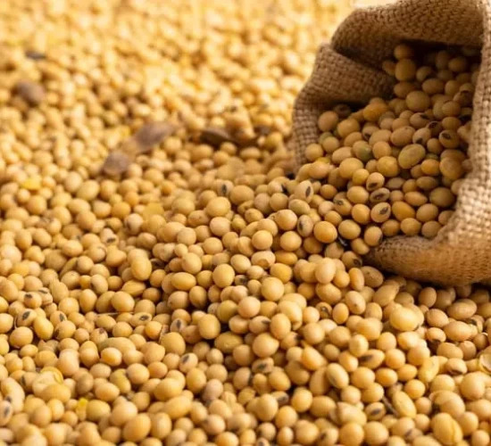 Soja mato-grossense está mais competitiva no cenário global