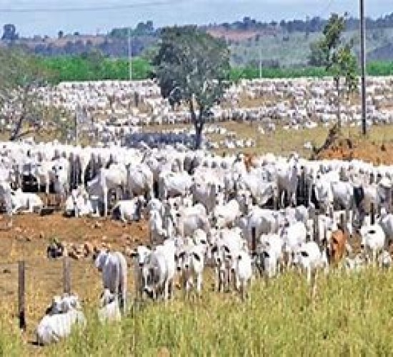 Brasil mira novos mercados com status sanitário livre da aftosa sem vacinação
