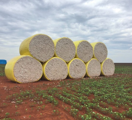 MT foi responsável por mais de 67% do algodão exportado pelo Brasil