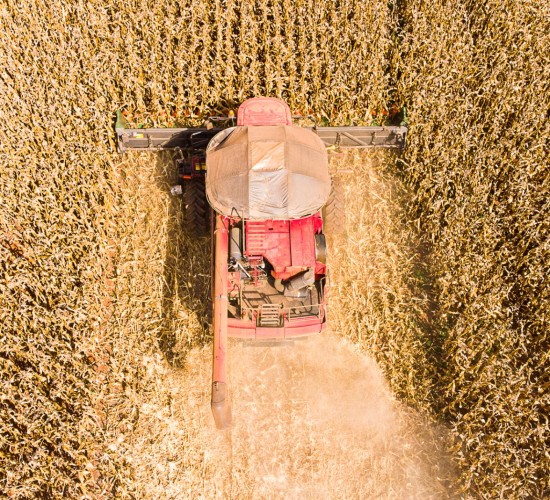 Mato Grosso inicia colheita de milho com previsão de safra recorde