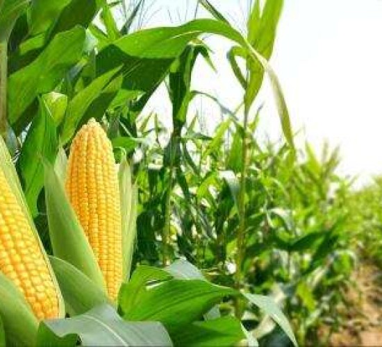 Mato Grosso inicia colheita de milho com projeção de recorde com 50 milhões de toneladas