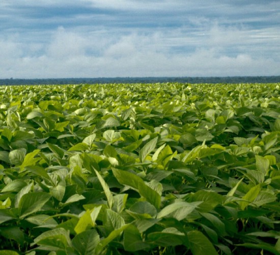 Governador de MT vai mostrar potencial do agro ao público europeu