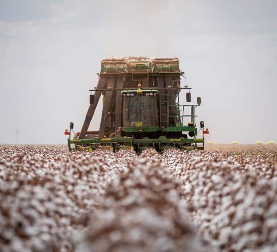 Começa colheita do algodão mato-grossense
