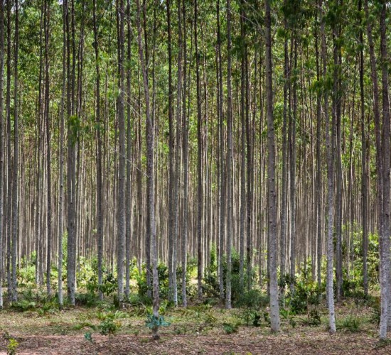 Governo de Mato Grosso apoia expedição que vai mapear florestas plantadas no Brasil