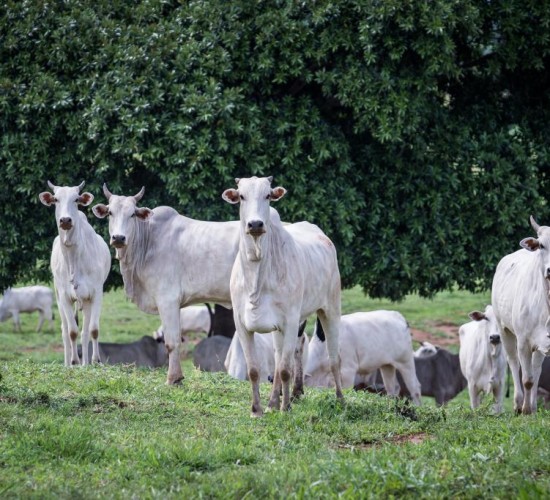 Rebanho bovino de MT conta com 32,1 milhões de cabeças