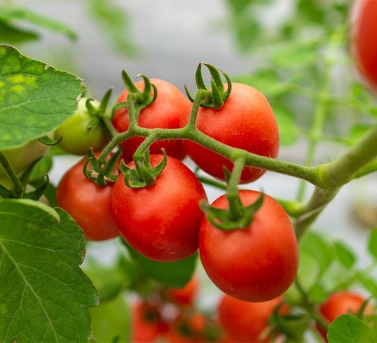 Cesta básica em Cuiabá sobe 1% na terceira semana de setembro, puxada pelo tomate