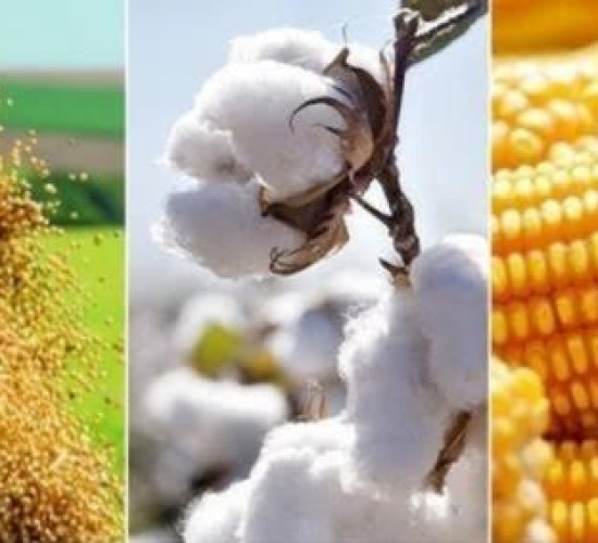 Setor agropecuário de MT cresce acima da média nacional e estabelece novos recordes