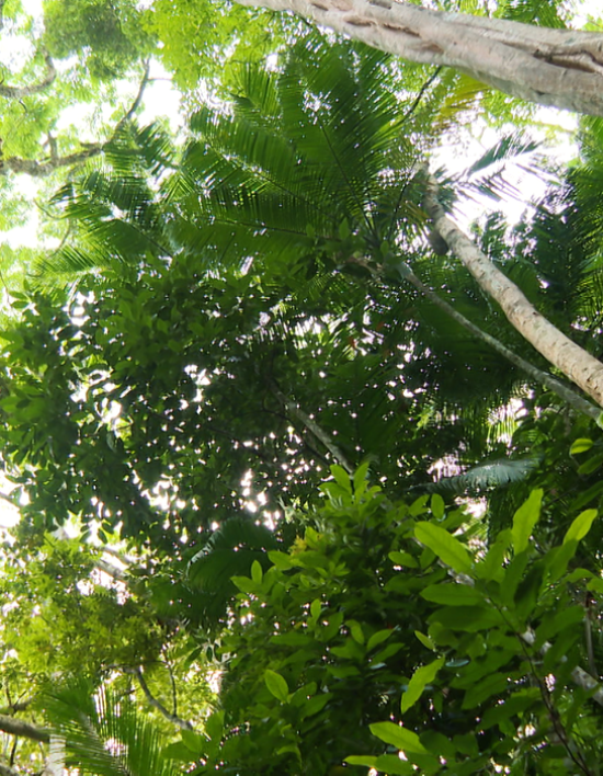 Iniciativas da sociedade civil ajudam a preservar Mata Atlântica