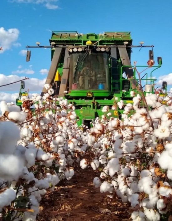 Brasil caminha para safra recorde de algodão com expansão da área cultivada