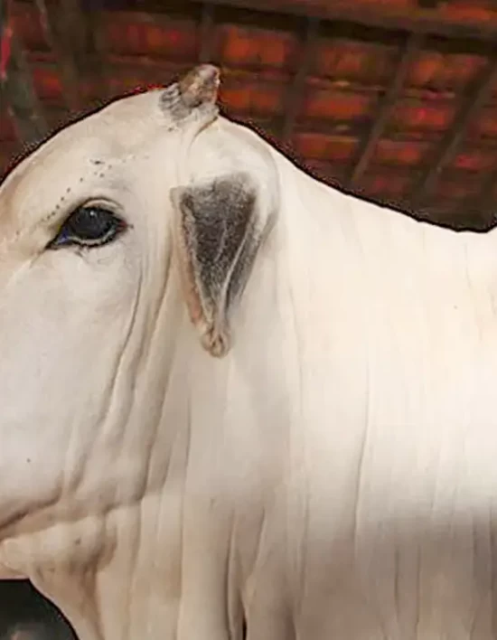 Brasil se torna livre de febre aftosa sem vacinação, informa governo