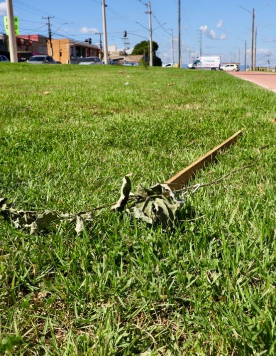 Cultivados há 20 dias, Ipês são arrancados do canteiro central da Avenida Dante Martins de Oliveira