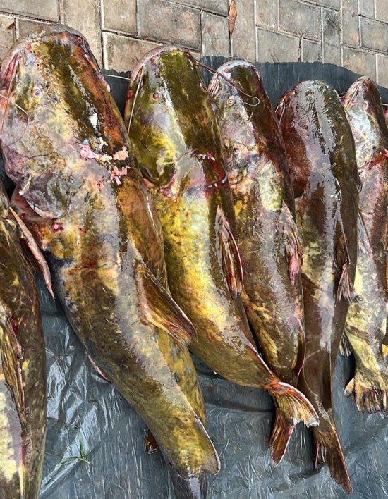 Batalhão Ambiental da PM prende irmãos com 223 quilos de pescado irregular em Várzea Grande