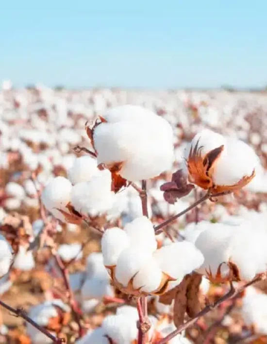 Clima tem contribuindo para o bom desenvolvimento do algodão mato-grossense