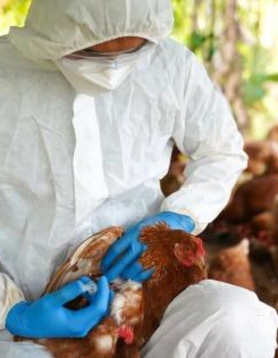 Exame descarta suspeita de gripe aviária em produção familiar de Mato Grosso