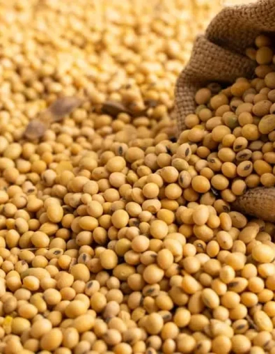 Soja mato-grossense está mais competitiva no cenário global