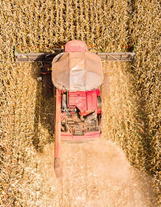 Mato Grosso inicia colheita de milho com previsão de safra recorde