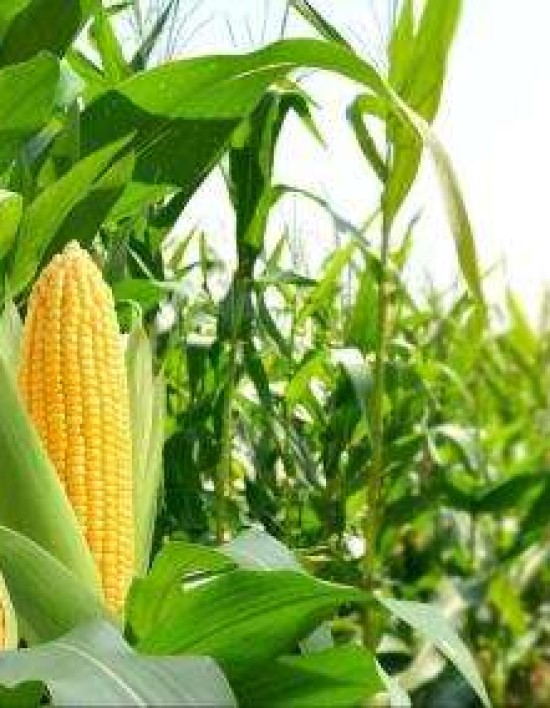 Mato Grosso inicia colheita de milho com projeção de recorde com 50 milhões de toneladas