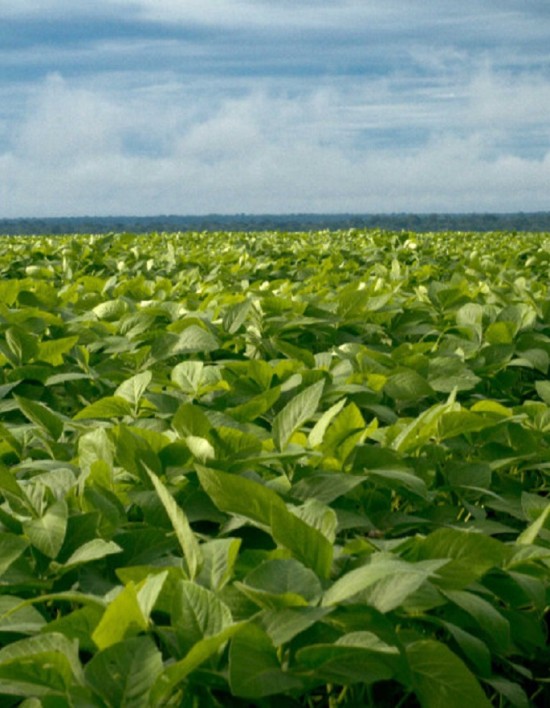 Governador de MT vai mostrar potencial do agro ao público europeu